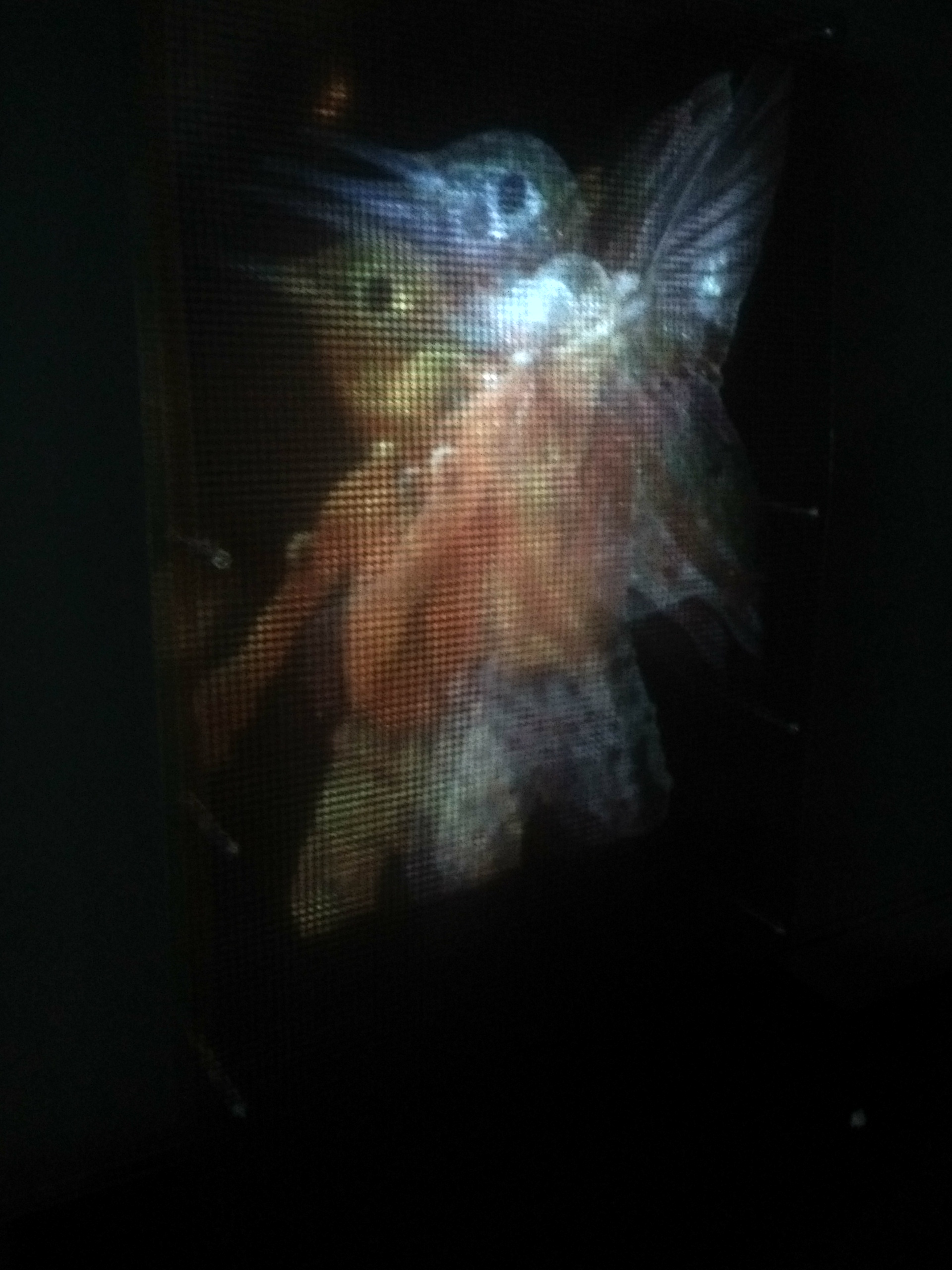 TOANTE CYBER MOTION